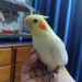 Cockatiel
